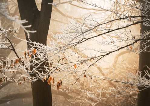 Dissociation and caring for you
