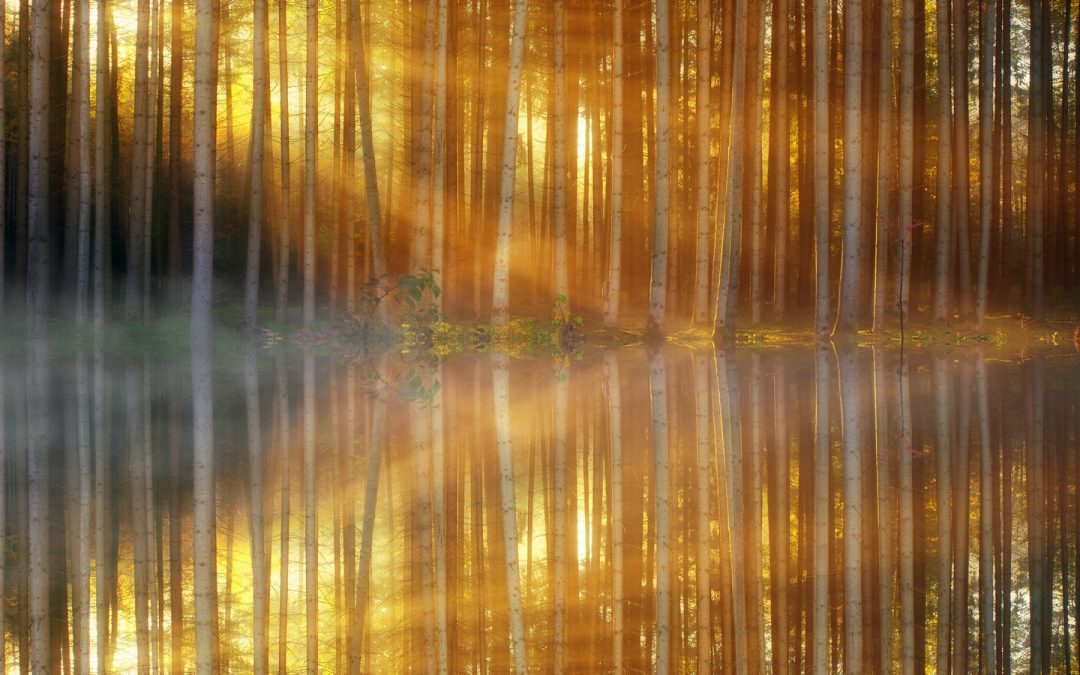 time lapse photography of trees